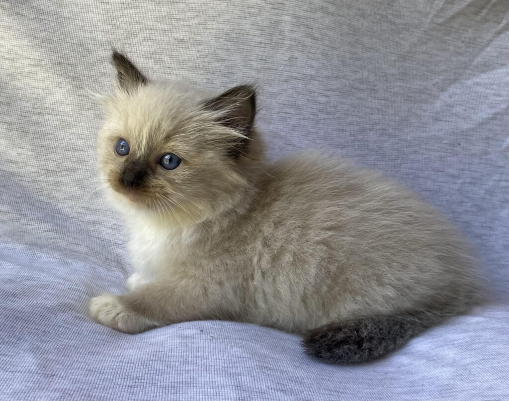 Seal Mitted Ragdoll kitten