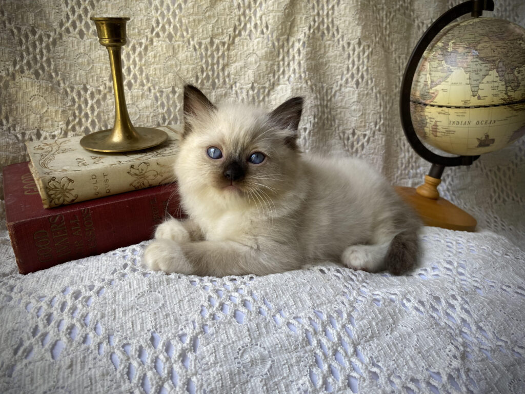 Seal Mitted Ragdoll kitten