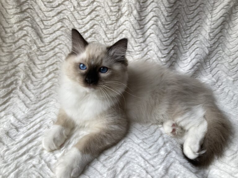 Seal Mitted Ragdoll kitten